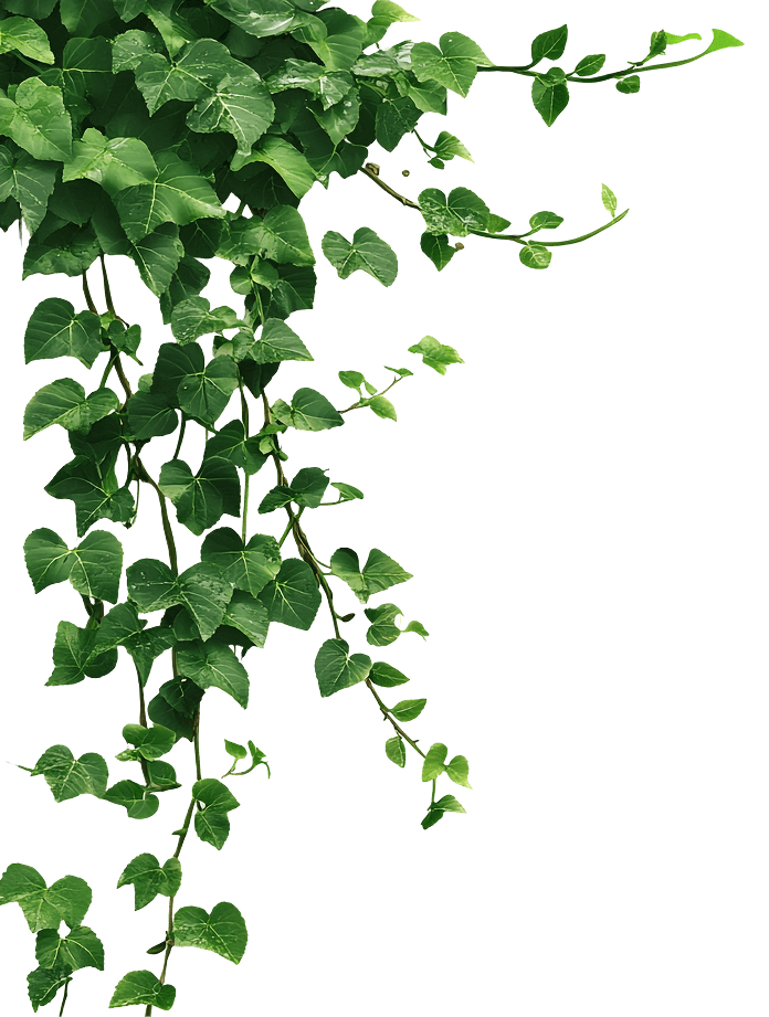 Yohimbe Paysagiste A Pleumeleuc Pres De Rennes Plante 2 1