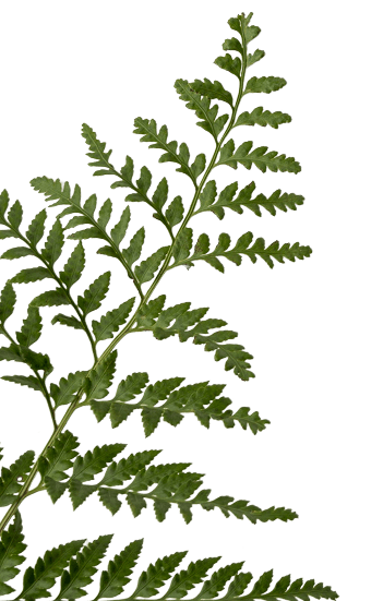 Yohimbe Paysagiste A Pleumeleuc Pres De Rennes Plantes 1 1