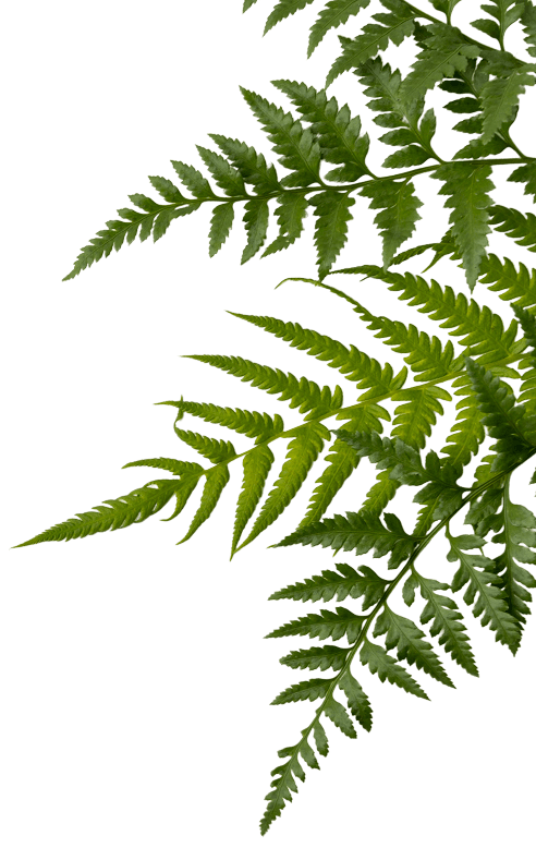 Yohimbe Paysagiste A Pleumeleuc Pres De Rennes Plantes 1 2